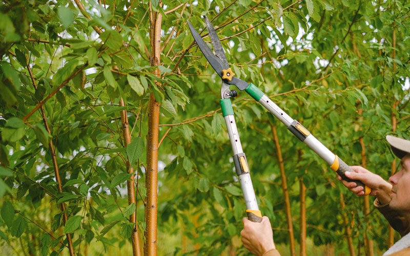 Tree trimming in Wakarusa, KS