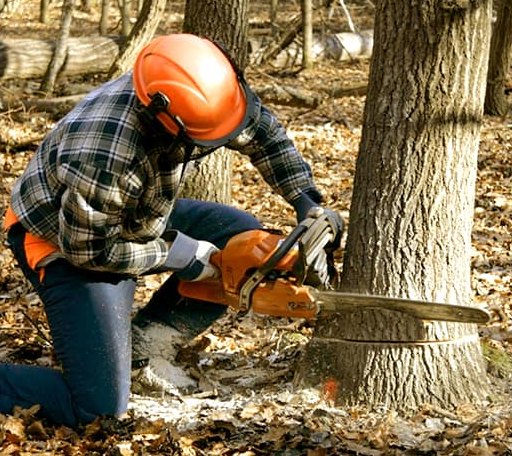 Tree Removal in Wakarusa, KS